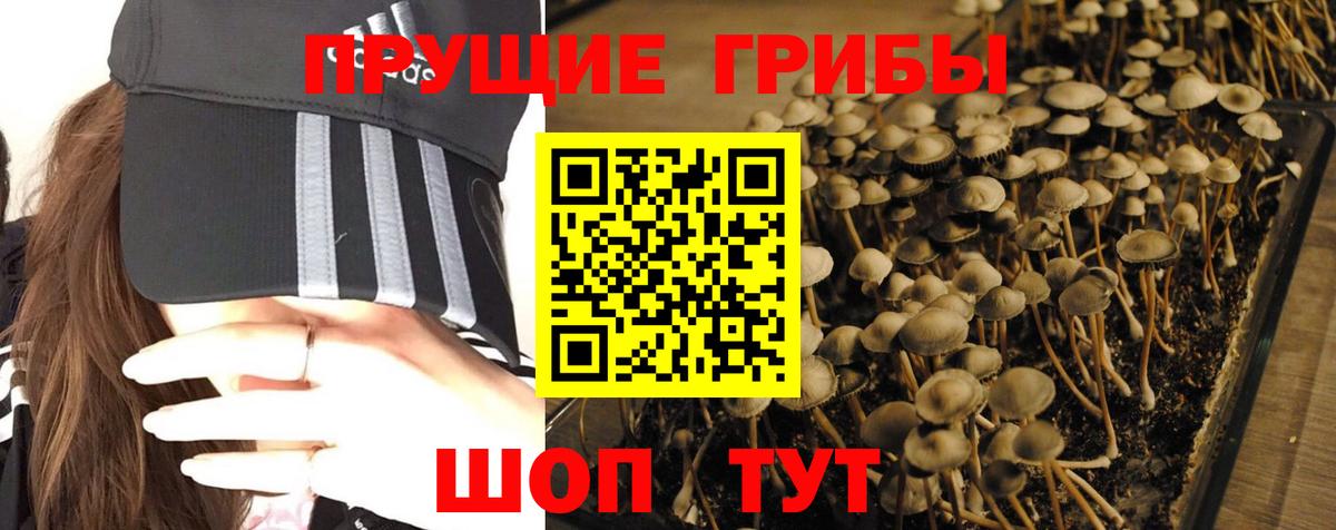 Псилоцибиновые грибы мицелий Барабинск